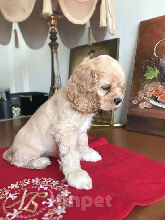 Собаки в Люберцах: Николь Девочка, 100 000 руб. - фото 4