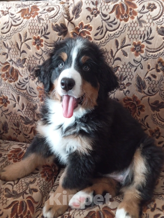 Собаки в Кинешме: Продам щенка Бернского зенненхунда Девочка, 70 000 руб. - фото 3