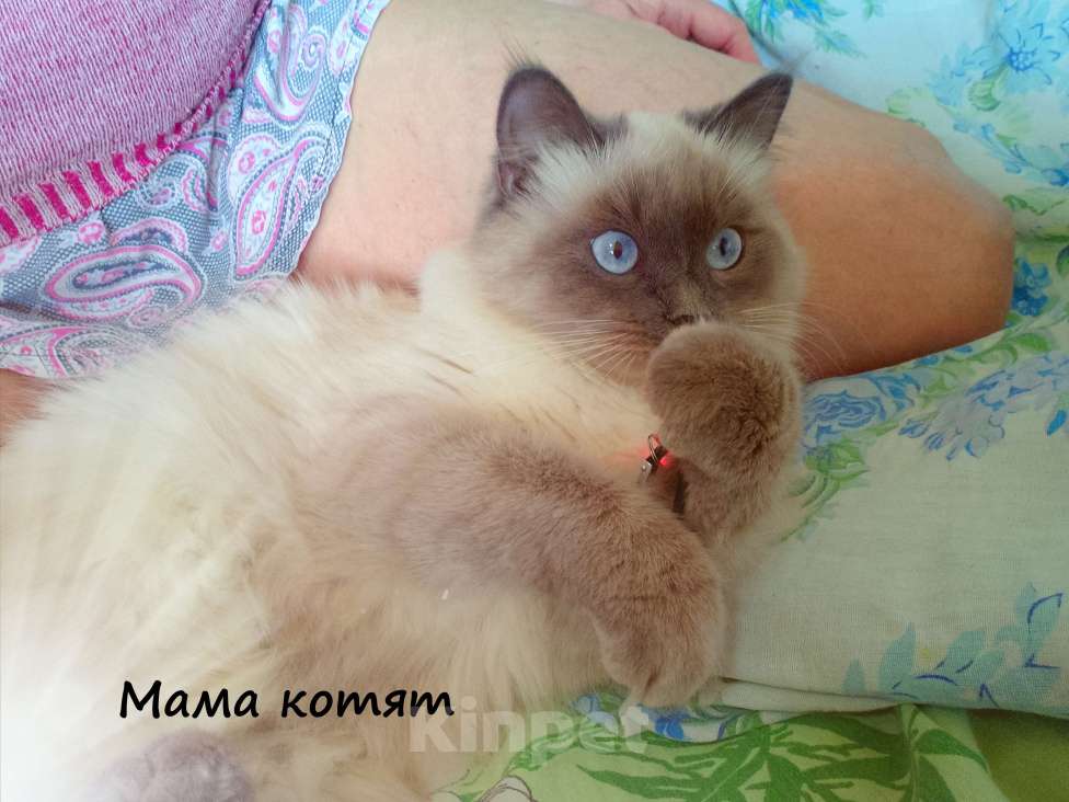 Кошки в Краснодаре: Невская маскарадная котенок продам Мальчик, 27 000 руб. - фото 5