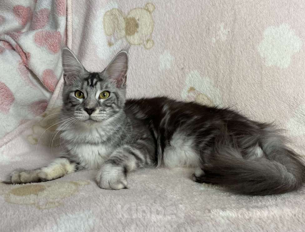 Кошки в Дмитрове: Черная серебристая мраморная девочка мейн кун Jackie, Девочка, 15 000 руб. - фото 7