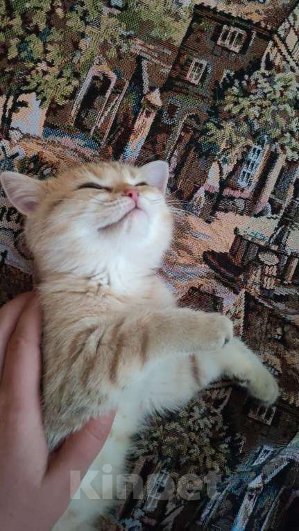Кошки в Казани: Британский короткошерстный котёнок Мальчик, 18 000 руб. - фото 5