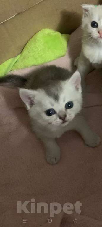 Кошки в Москве: Серая мышка Девочка, 25 000 руб. - фото 1