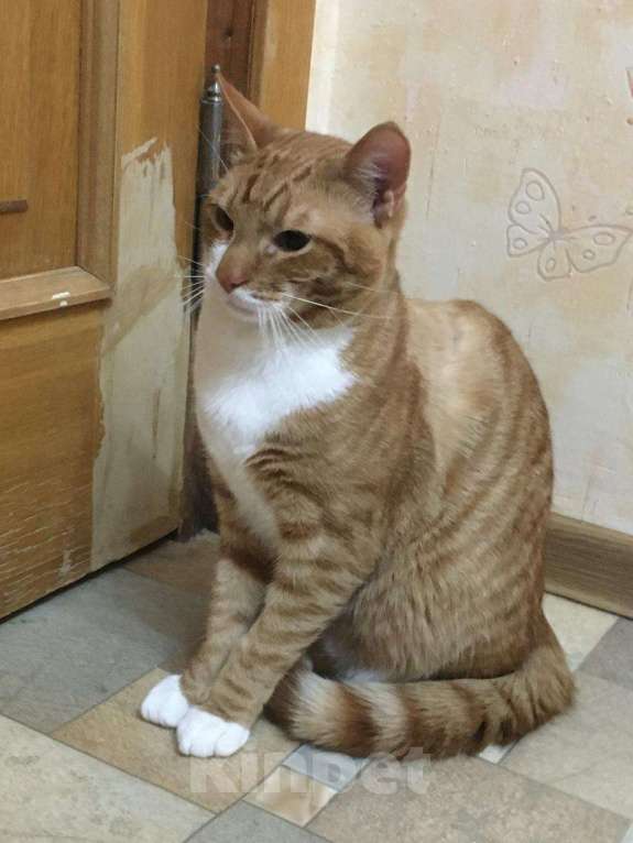 Кошки в Москве: Макс Мальчик, Бесплатно - фото 2