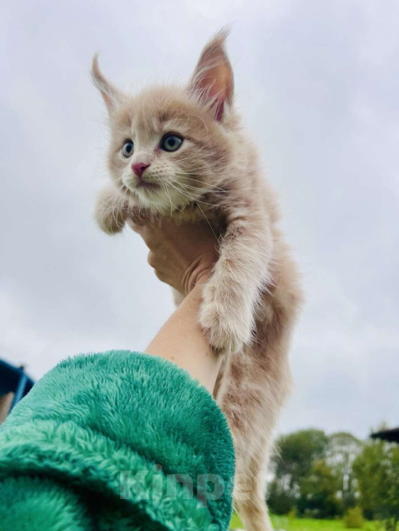 Кошки в Москве: Котята Мейн-кун Девочка, 35 000 руб. - фото 1