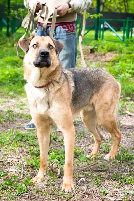 Собаки в Москве: Ермолай. Был предан, но хочет верить Мальчик, Бесплатно - фото 5