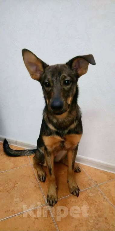 Собаки в Новосибирске: Щенок в добрые руки Девочка, Бесплатно - фото 2