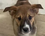 Собаки в Липецке: Отдам щенка Девочка, Бесплатно - фото 1