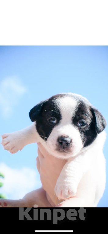 Собаки в Симферополе: Девочка Девочка, 19 000 руб. - фото 2