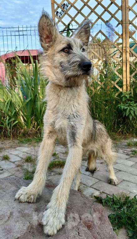 Собаки в Люберцах: Гоша мечтает о семье, малыш 11 месяцев, спасен.  Мальчик, Бесплатно - фото 6