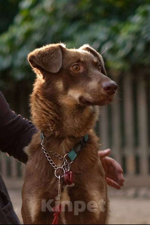 Собаки в Санкт-Петербурге: Собака ищет дом Мальчик, Бесплатно - фото 1