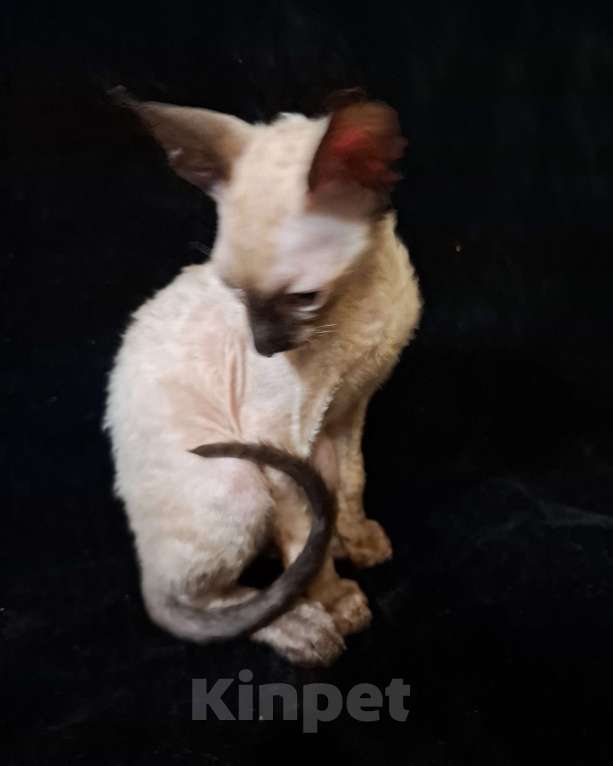 Кошки в Саратове: Чистокровные корниши мальчики и девочки Девочка, 25 руб. - фото 1