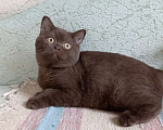 Кошки в Санкт-Петербурге: Шоколадная британская кошечка Девочка, 50 000 руб. - фото 3