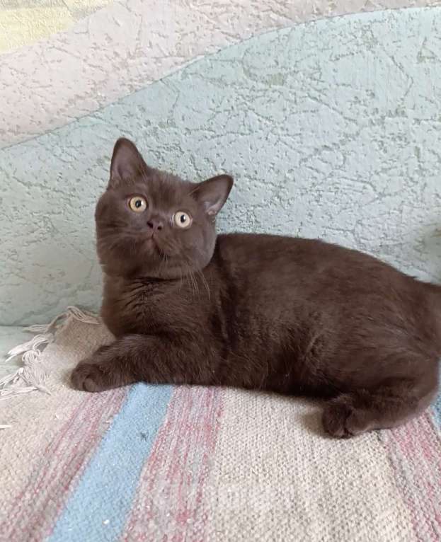 Кошки в Санкт-Петербурге: Шоколадная британская кошечка Девочка, 50 000 руб. - фото 3