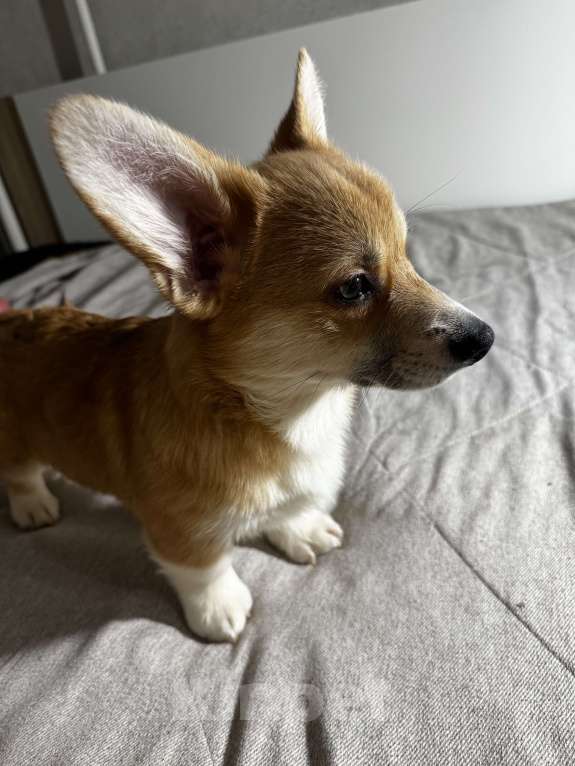 Собаки в Геленджике: Щенки породы:Вельш-корги Пемброк Мальчик, Бесплатно - фото 2