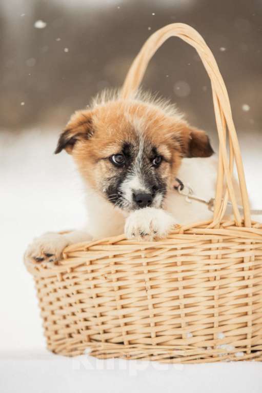 Собаки в других городах Московской области: Щенок в добрые руки Девочка, Бесплатно - фото 8