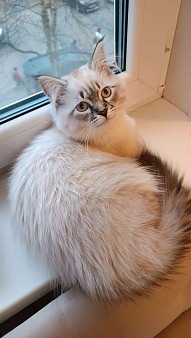 Невский маскарадный котенок