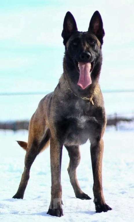 Собаки в Москве: Щенки Малинуа Разнополые, Бесплатно - фото 8