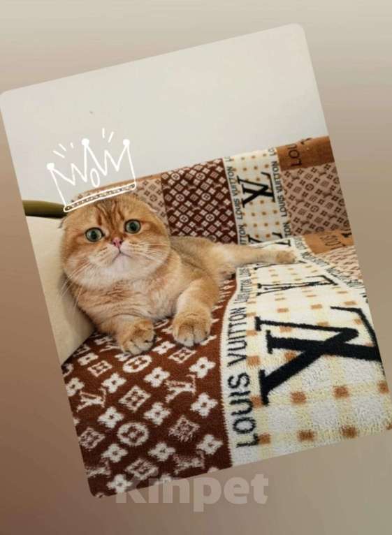 Кошки в Туапсе: Шотландский вислоухий котик ищет семью Мальчик, 55 000 руб. - фото 9