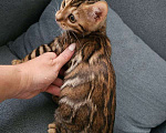 Кошки в Москве: Бенгальский котенок Девочка, Бесплатно - фото 1