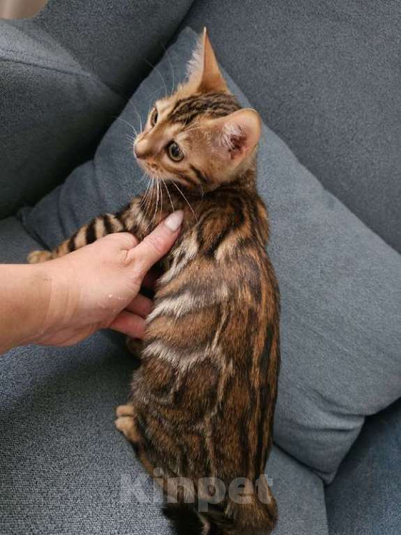 Кошки в Москве: Бенгальский котенок Девочка, Бесплатно - фото 1