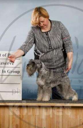 Собаки в Москве: вязка- цвергшнауцер перец с солью Мальчик, 10 000 руб. - фото 2