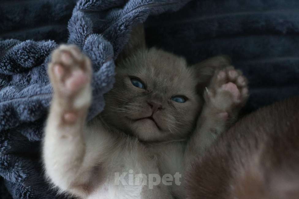 Кошки в Нижнем Новгороде: Бурманский мальчик шоколадного окраса Мальчик, 45 000 руб. - фото 2