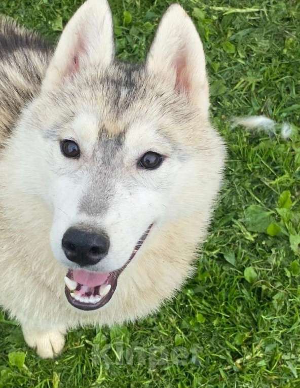 Собаки в Москве: Хаски девочка Девочка, 1 000 руб. - фото 1