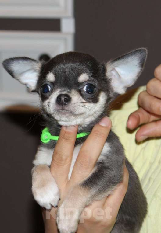 Собаки в Санкт-Петербурге: Единственный экземпляр, мега классный малой Мальчик, 90 000 руб. - фото 1