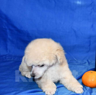 Собаки в Долгопрудном: Щенок той пудель белый мальчик  Джентли Борн Смайлик   Мальчик, 125 000 руб. - фото 3