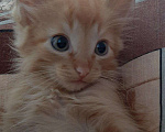 Кошки в Игарке: Котята, 1 руб. - фото 6