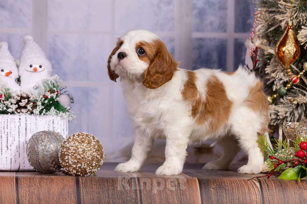 Собаки в Королеве: Кавалер Кинг Чарльз спаниель щенок мальчик мини Мальчик, 65 000 руб. - фото 9
