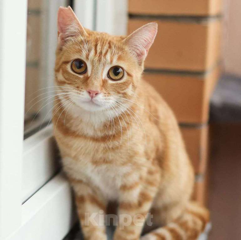 Кошки в Москве: Рыжую Алису выпускают после стерилизации 🆘️ Срочный поиск дома Девочка, Бесплатно - фото 3