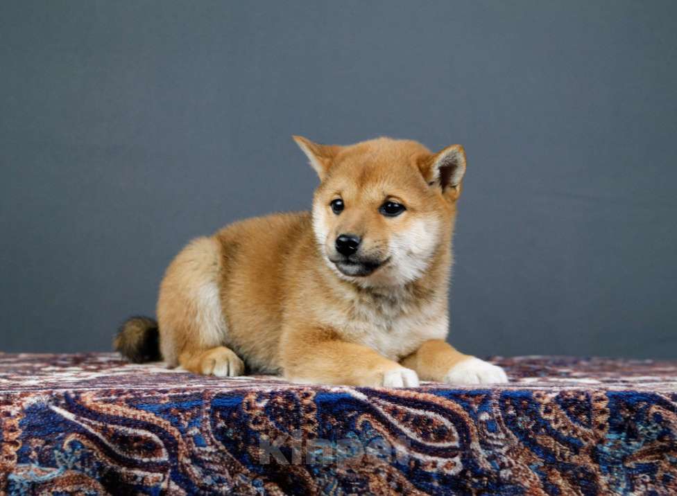 Собаки в других городах Ленинградской области: Великолепные щенки породы Сиба-ину Девочка, Бесплатно - фото 7