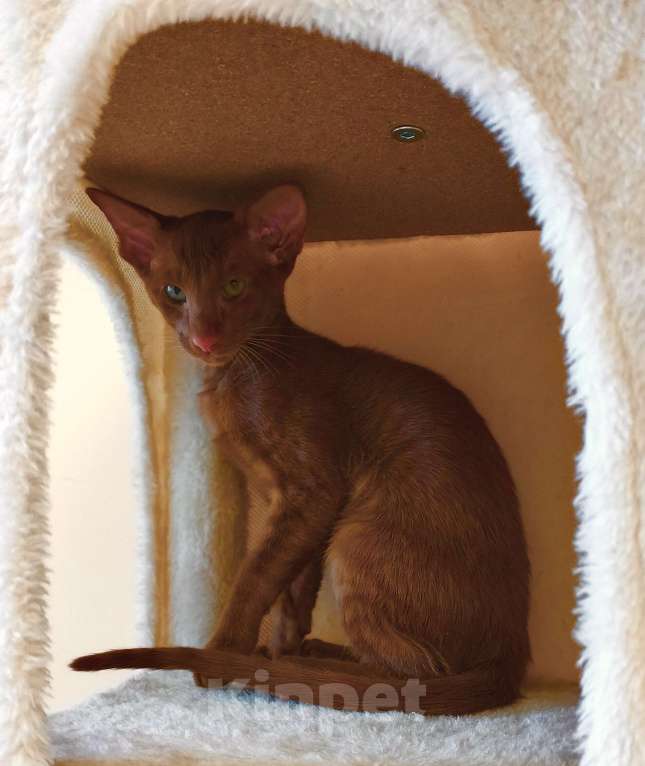 Кошки в Москве: Ориентальные котята Мальчик, 40 000 руб. - фото 8