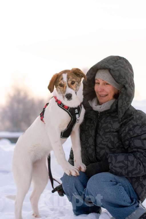 Собаки в Москве: Ищет дом маленькая белая принцесса Девочка, Бесплатно - фото 1