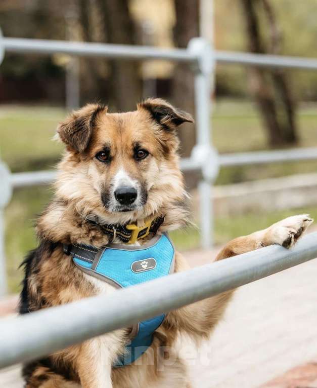 Собаки в Москве: Пёс вашей мечты Леонид! Собака-компаньон в дар Мальчик, 1 руб. - фото 7