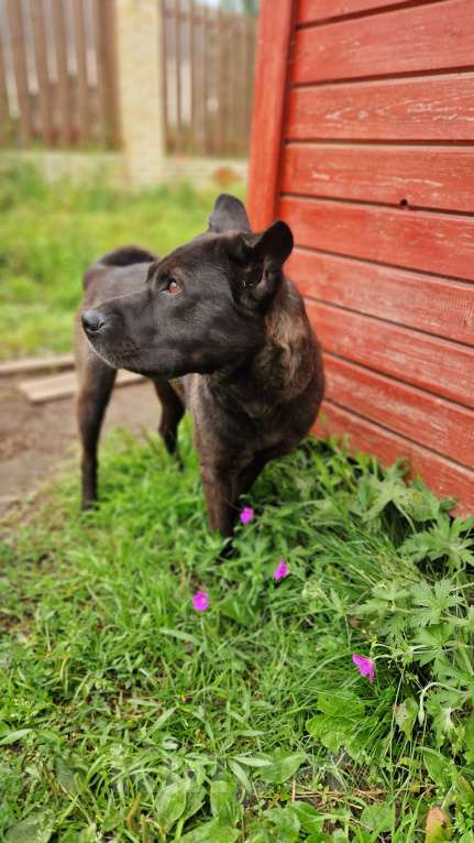 Собаки в Санкт-Петербурге: Собака в ответственные руки Девочка, Бесплатно - фото 4