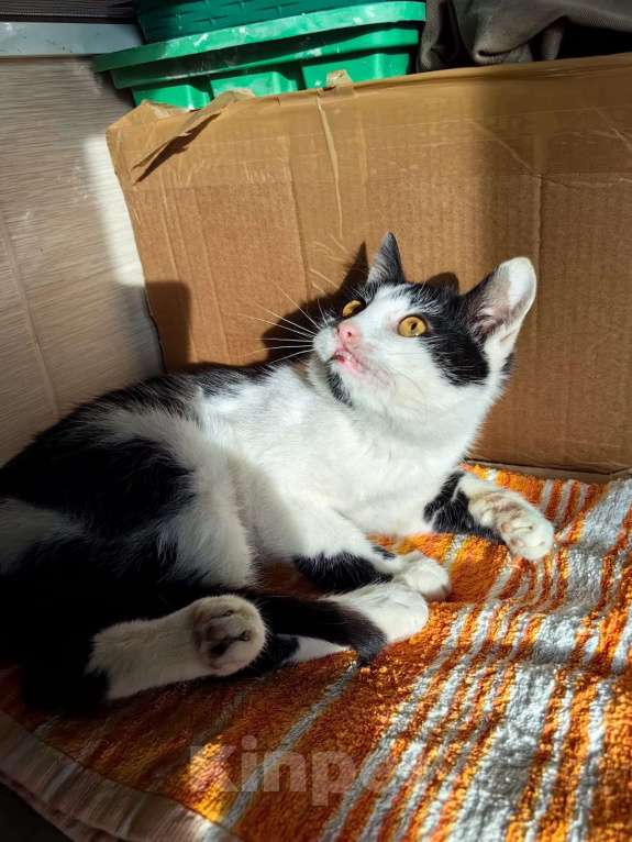 Кошки в Туле: Отдам в хорошие ручки Мальчик, Бесплатно - фото 2