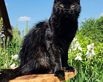 Кошки в Москве: Котята Мейн-кун Девочка, 75 000 руб. - фото 5