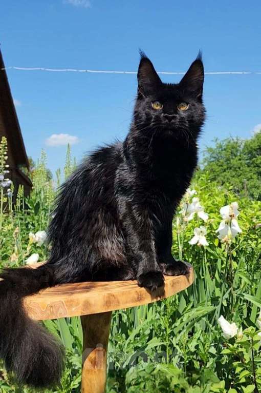 Кошки в Москве: Котята Мейн-кун Девочка, 75 000 руб. - фото 5