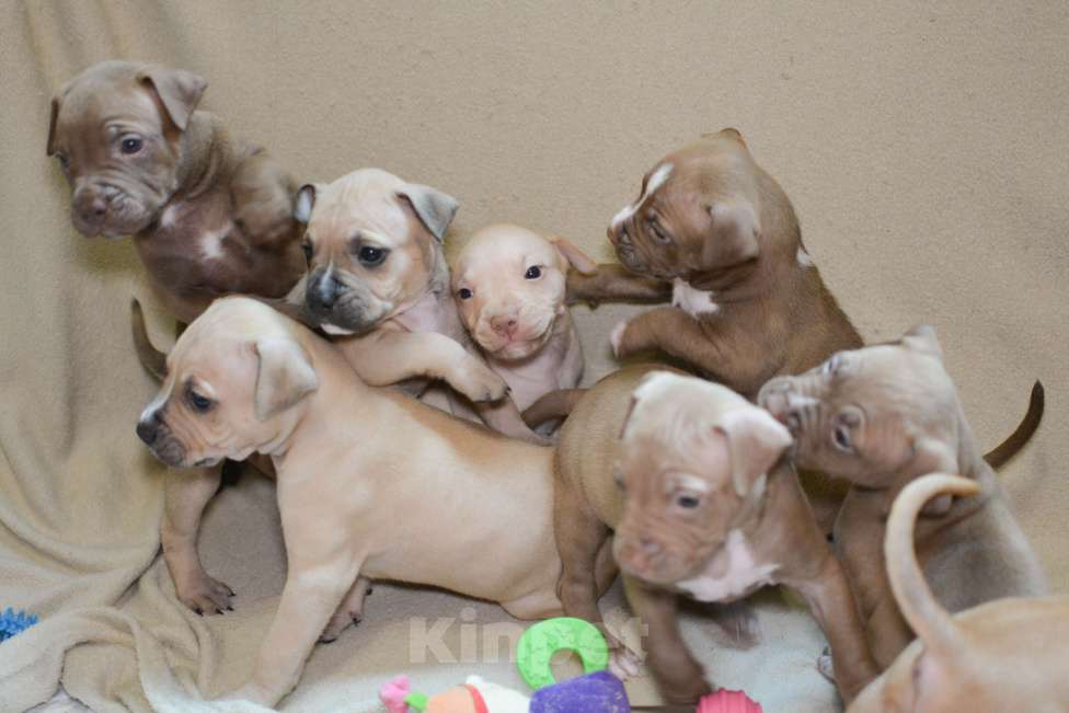 Собаки в Санкт-Петербурге: Продаем  Девочка, 29 000 руб. - фото 7