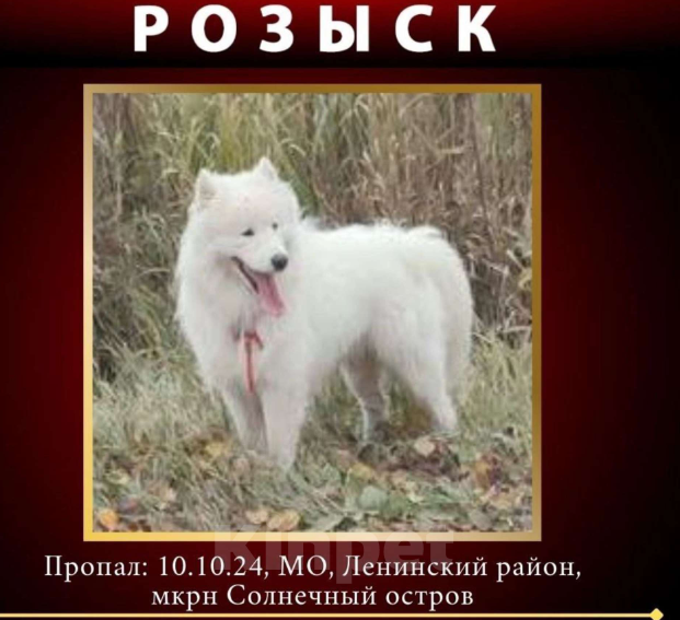 Собаки в других городах Московской области: Потерян самоед  Мальчик, 5 000 руб. - фото 1