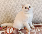 Кошки в Санкт-Петербурге: Золотые британские котята Девочка, 18 000 руб. - фото 4