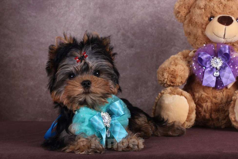 Собаки в Москве: Йоркширский терьер курносый красавец Оливер РКФ. Мальчик, 55 000 руб. - фото 5