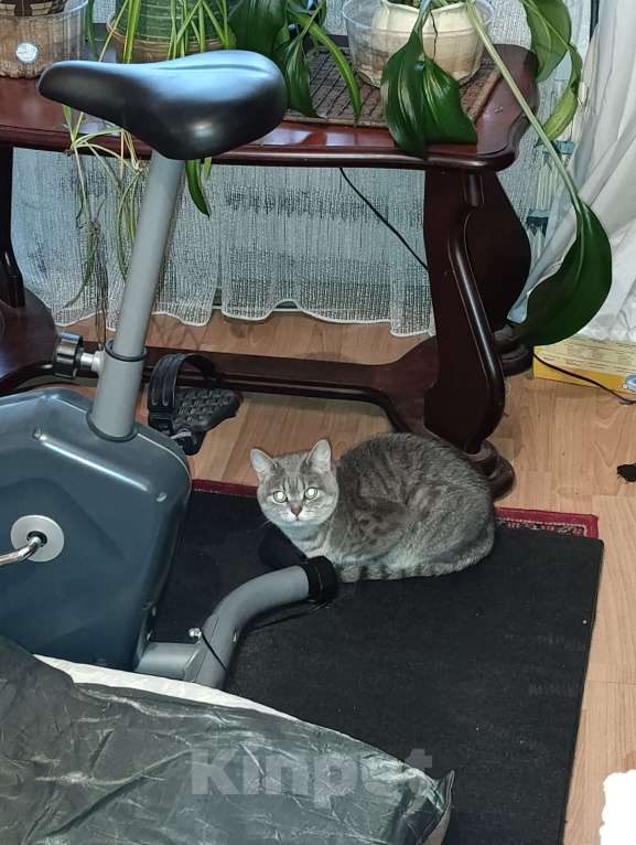 Кошки в Москве: Отдадим в добрые руки кошку. Девочка, Бесплатно - фото 3