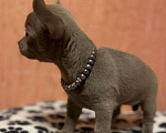 Собаки в Чапаевске: эксклюзивный щенок чихуахуа Девочка, 50 000 руб. - фото 2
