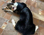 Собаки в Екатеринбурге: Вельш корги пемброк Мальчик, Бесплатно - фото 1