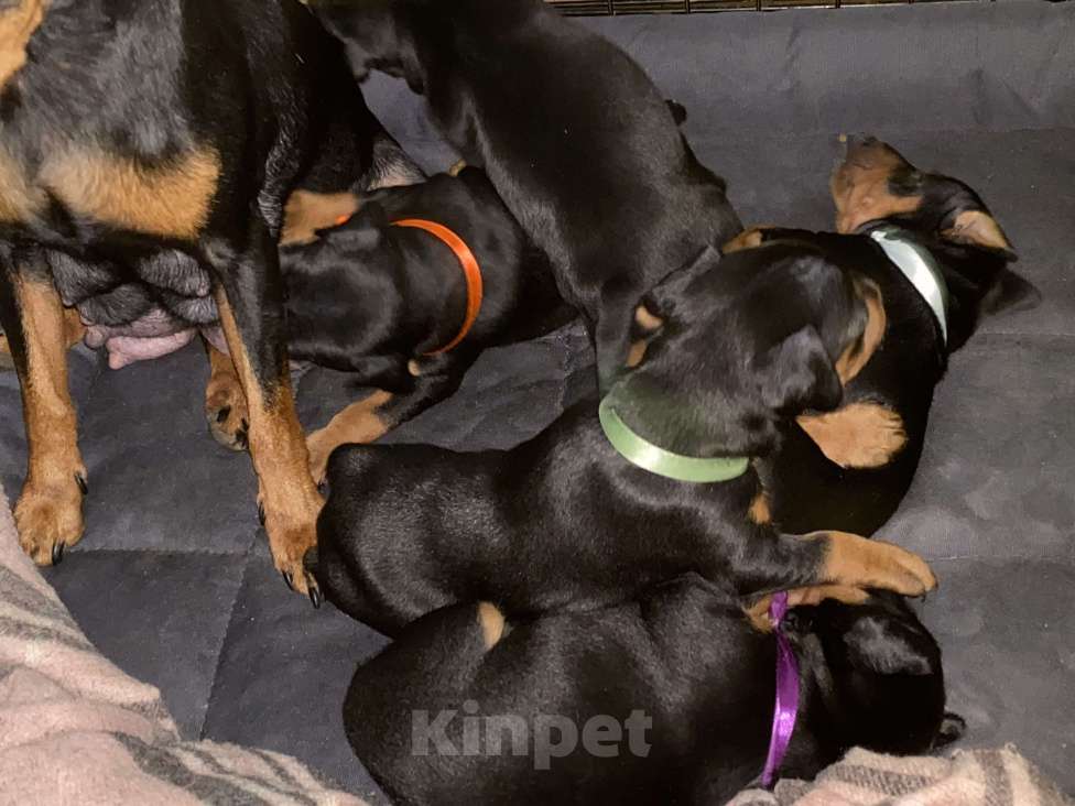 Собаки в Ялте: Великолепные щенки цверг пинчера Мальчик, 40 000 руб. - фото 6