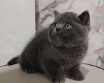 Кошки в Уссурийске: Продам британского голубого котёнка Девочка, 40 000 руб. - фото 1