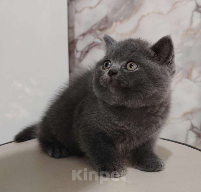 Кошки в Уссурийске: Продам британского голубого котёнка Девочка, 40 000 руб. - фото 1